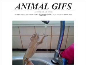 Animal Gifs